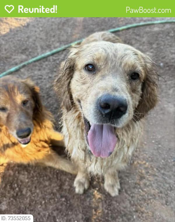 Reunited Female Dog last seen Ohio St and Delaware by university, Apache Junction, AZ 85120
