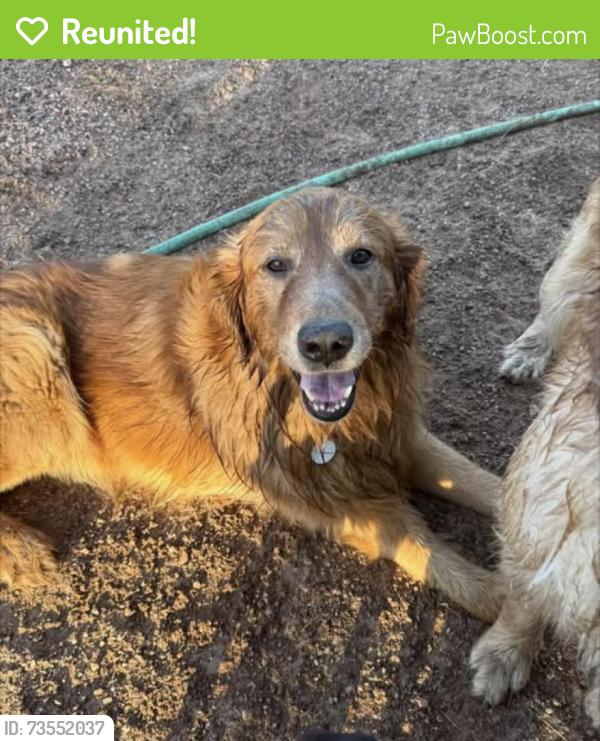 Reunited Male Dog last seen Ohio St and Delaware by University, Apache Junction, AZ 85120