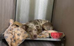 Shelter Stray Female Dog last seen Near Soundview Ave, BRONX, NY, 10472, 326 E 110th St, New York, NY 10029, USA