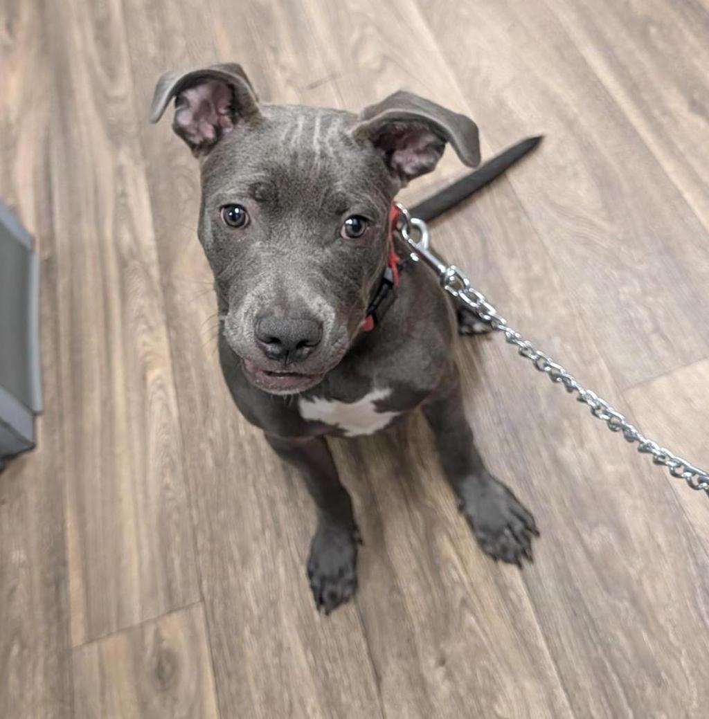 Shelter Stray Female Dog last seen Near Park Boulevard, San Diego, CA, 92103, 5500 Gaines St, San Diego, CA 92110, USA