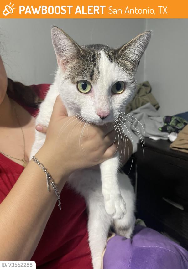 Found/Stray Unknown Cat last seen Canyon cross and canyon rim, San Antonio, TX 78232
