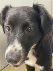 Shelter Stray Female Dog last seen Near E Mission Avenue, Escondido, CA, 92027, Escondido, CA 92027, USA