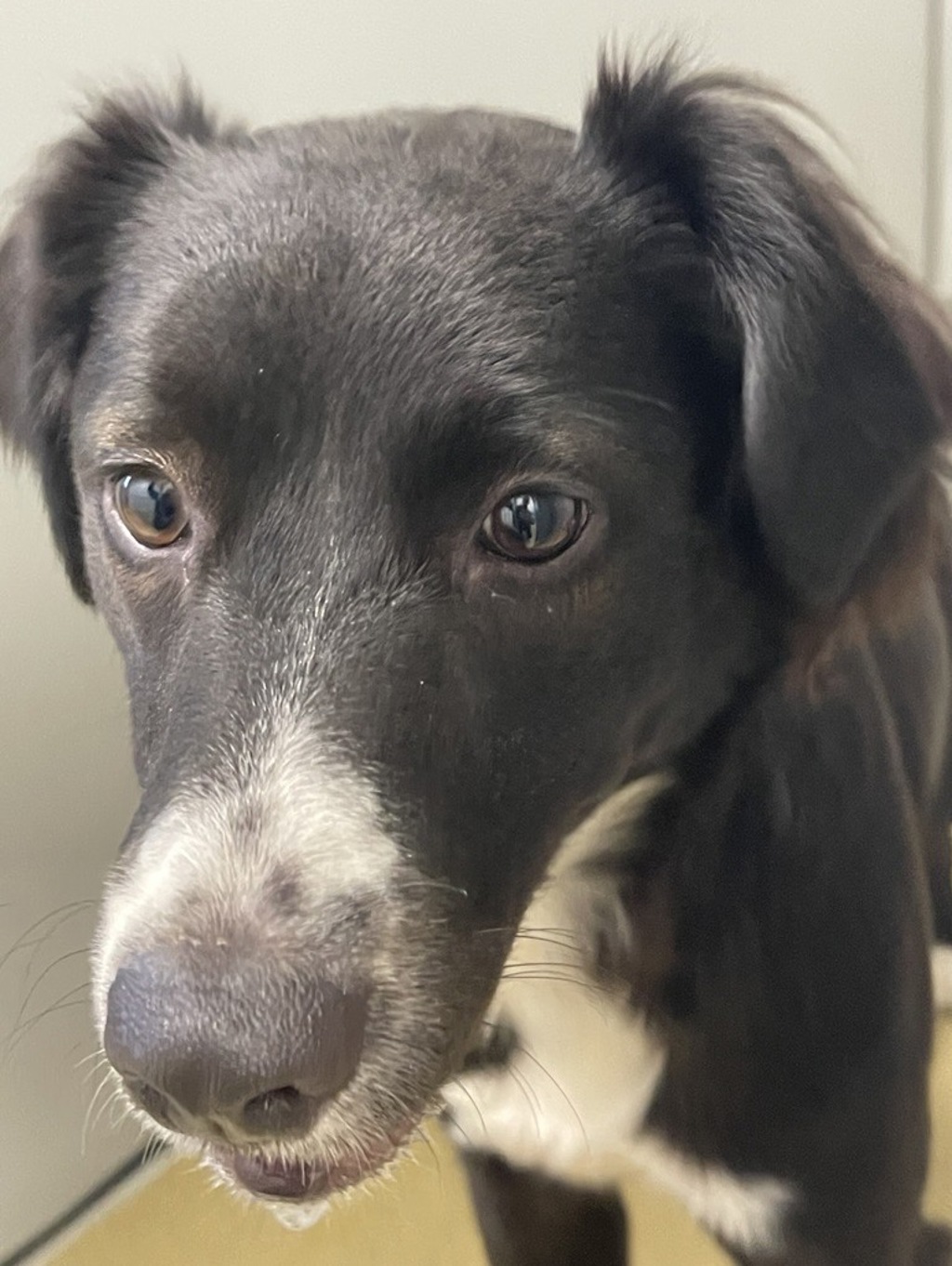 Shelter Stray Female Dog last seen Near E Mission Avenue, Escondido, CA, 92027, Escondido, CA 92027, USA