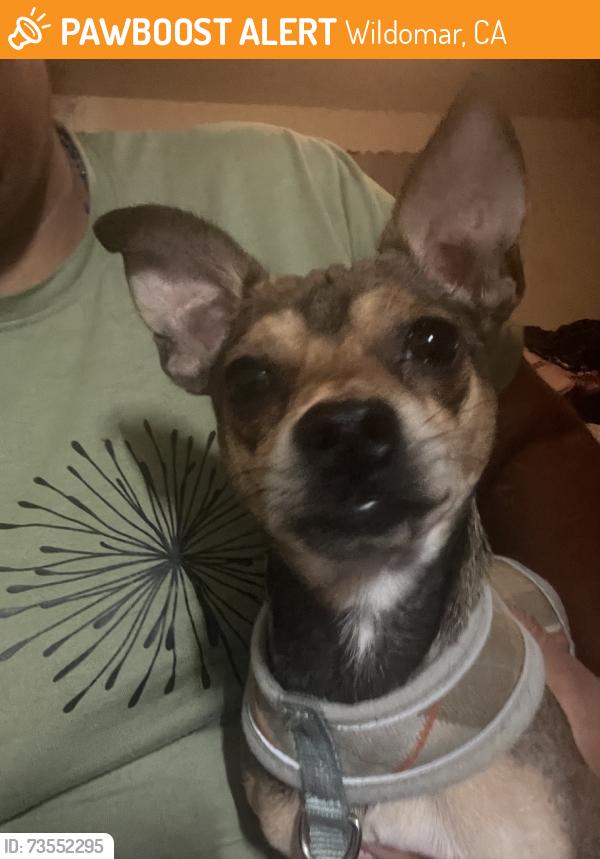 Found/Stray Male Dog last seen Mission Trail, Wildomar, CA 92595
