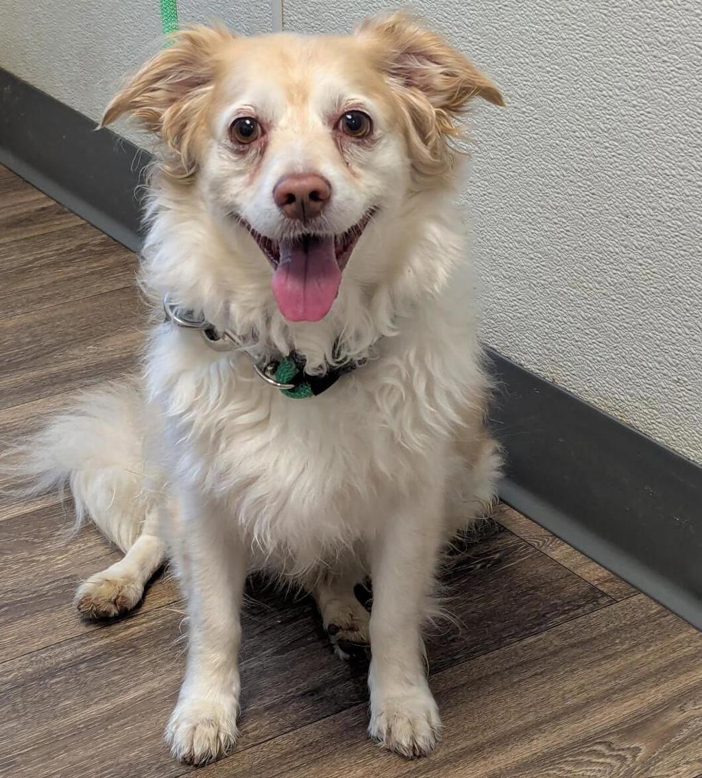 Shelter Stray Female Dog last seen Lemon Grove Avenue, Lemon Grove, CA, 91945, 5500 Gaines St, San Diego, CA 92110, USA