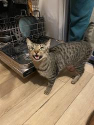 Reunited Male Cat last seen Loma Vista St & Holly Ave, El Segundo, CA 90245