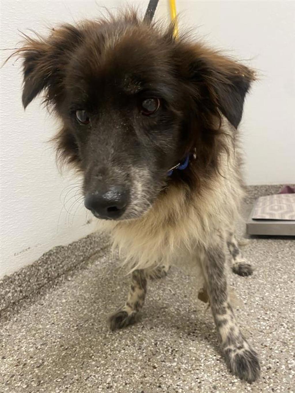 Shelter Stray Male Dog last seen G St and E St, WASHOUGAL, WA, 98671, 1100 NE 192nd Ave, Vancouver, WA 98684, USA