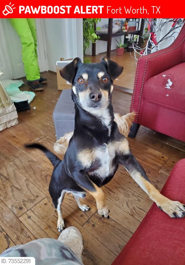 Lost Male Dog last seen Blueridge, Fort Worth, TX 76112