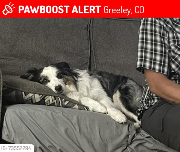 Lost Male Dog last seen Near Wedgewood, Greeley, CO 80631