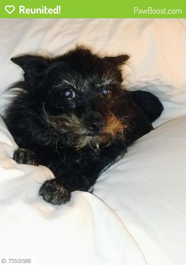 Reunited Female Dog last seen idk, Winter Park, FL 32789