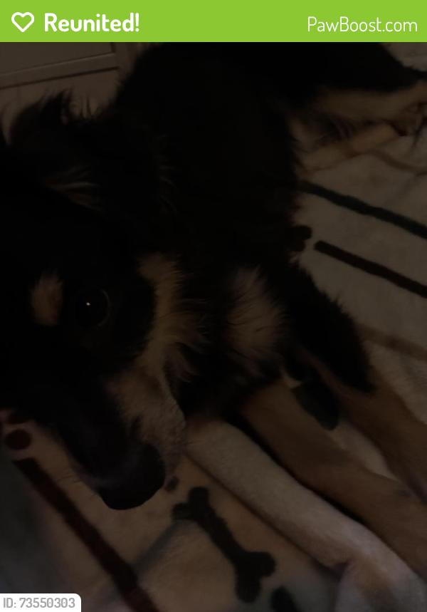 Reunited Male Dog last seen Near S 97th st by skyline park, Mesa, AZ 85208