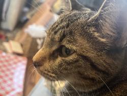 Reunited Female Cat last seen Latting and Silsbe, Eads, TN 38028