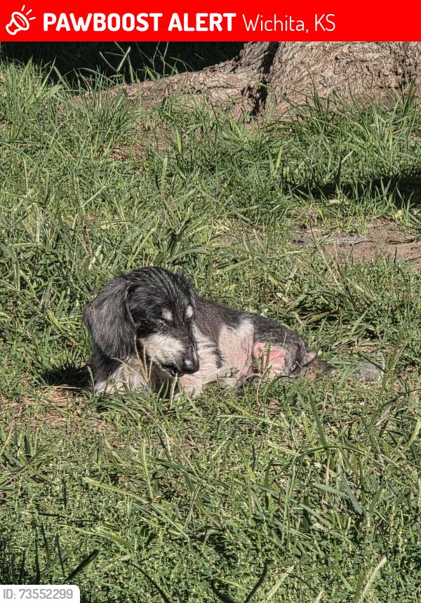 Lost Male Dog last seen Millwood and Lotus, Wichita, KS 67213