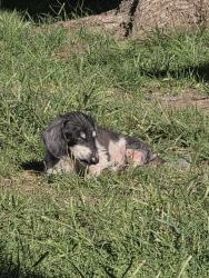 Lost Male Dog last seen Millwood and Lotus, Wichita, KS 67213