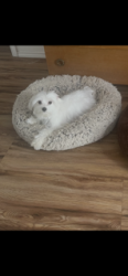 Reunited Male Dog last seen Edelweiss and Warrior st, Grand Prairie, TX 75052