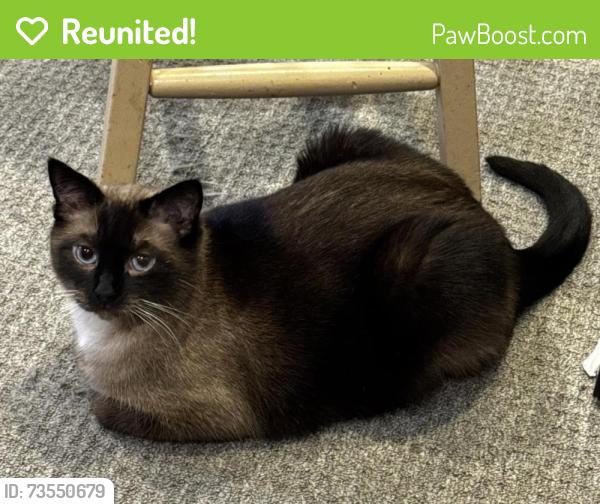 Reunited Male Cat last seen Regent park area, Regina, SK 