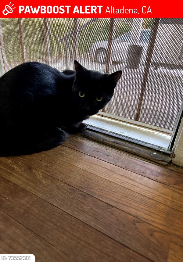 Lost Male Cat last seen Laun St and Glenrose, Altadena, CA 91001