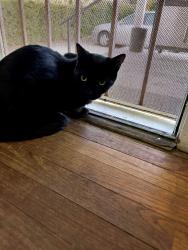 Lost Male Cat last seen Laun St and Glenrose, Altadena, CA 91001