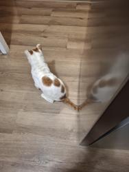 Reunited Male Cat last seen Home Depot, Liverpool, NY 13090