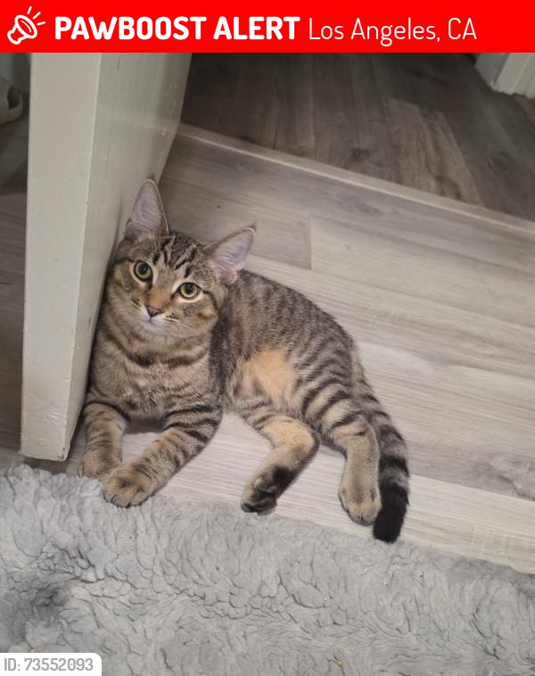Lost Male Cat last seen 6th & S Western Ave, Los Angeles, CA 90020