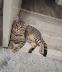 Lost Male Cat last seen 6th & S Western Ave, Los Angeles, CA 90020