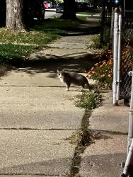 Found/Stray Unknown Cat last seen Meade and Grand ave, Chicago, IL 60639