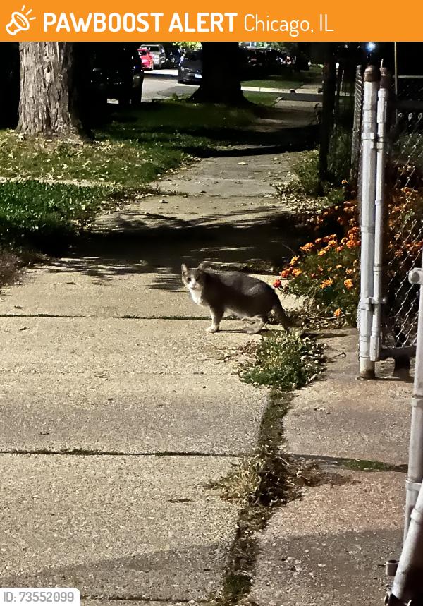 Found/Stray Unknown Cat last seen Meade and Grand ave, Chicago, IL 60639