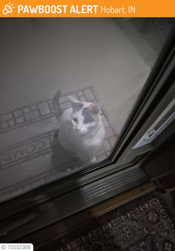 Found/Stray Unknown Cat last seen E Cleveland Ave, Hobart IN, Hobart, IN 46342