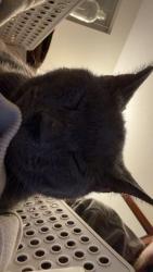 Lost Male Cat last seen Ever apmts, West Lafayette, IN 47906