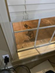 Reunited Unknown Cat last seen Elgin st, Broken Arrow, OK 74012