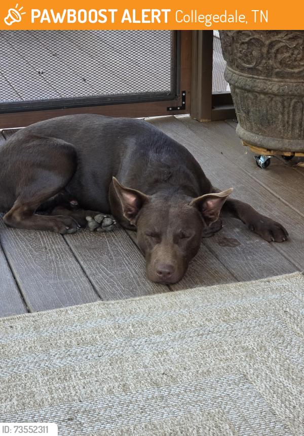 Found/Stray Male Dog last seen Initially Tucher Rd/Apison then Homewood/ Jonquil Lane, Collegedale, TN 37363
