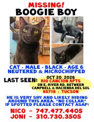 Lost Male Cat last seen Near E. River Rd, between N. Campbell Ave. and Hacienda del Sol, Tucson, AZ 85718
