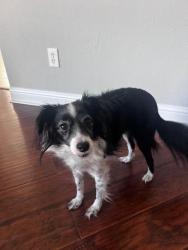 Reunited Male Dog last seen hillhouse and hawk, Pearland, TX 77584