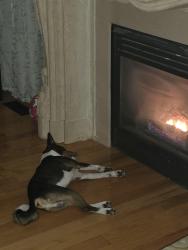 Reunited Male Dog last seen Creditview/Sandalwood, Brampton, ON L7A 3B3