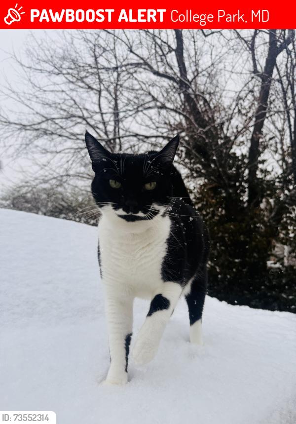 Lost Female Cat last seen 50th Pl and Kenesaw St, College Park, MD 20740