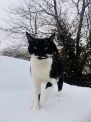 Lost Female Cat last seen 50th Pl and Kenesaw St, College Park, MD 20740