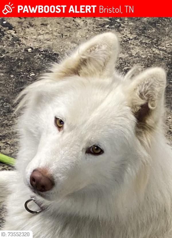 Lost Female Dog last seen Found at dirt pull over just before 421 bridge South Holston Lake, Bristol, TN 37620