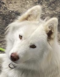 Lost Female Dog last seen Found at dirt pull over just before 421 bridge South Holston Lake, Bristol, TN 37620