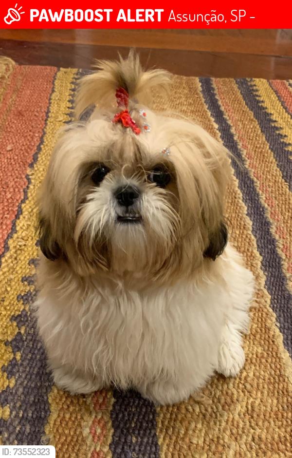 Lost Female Dog last seen Rua João Firmino, Assunção, SP 09850-310
