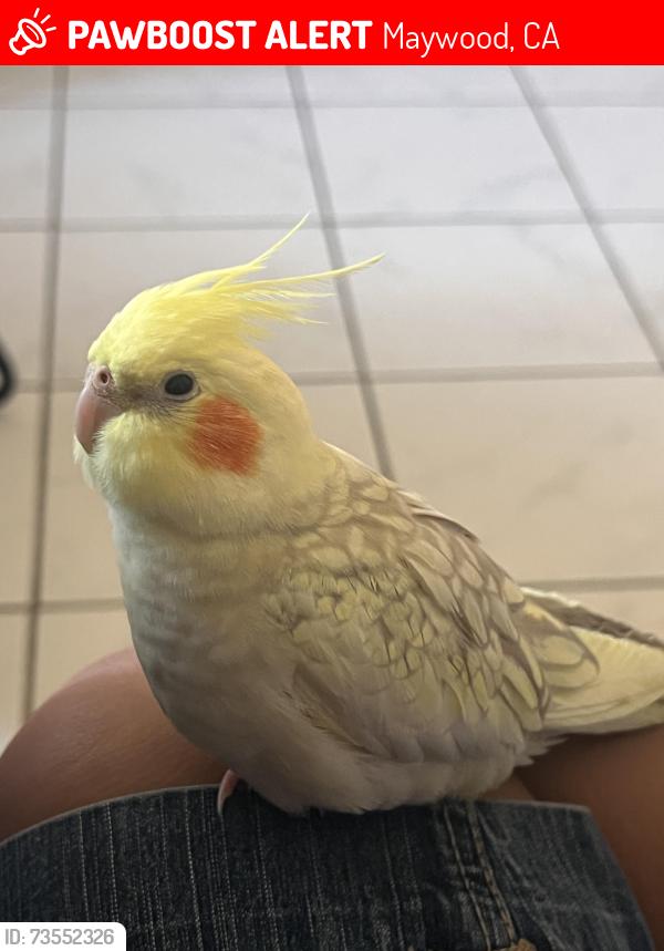 Lost Female Bird last seen 55th street, Maywood, CA 90270