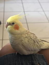 Lost Female Bird last seen 55th street, Maywood, CA 90270