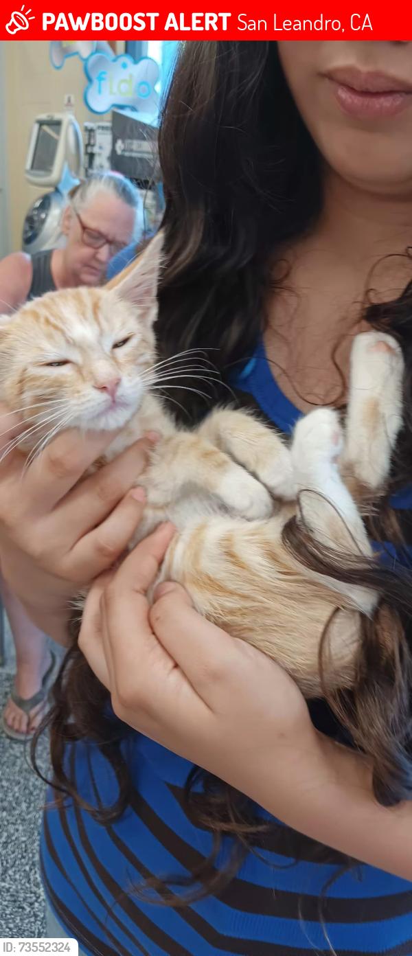 Lost Female Cat last seen San Leandro, San Leandro, CA 94577