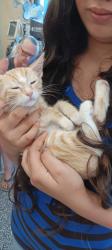 Lost Female Cat last seen San Leandro, San Leandro, CA 94577