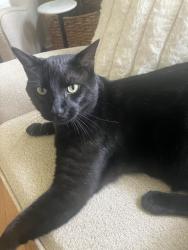 Reunited Male Cat last seen Gordon x Lake - near O'Neil, Clayton, NC 27520