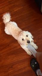 Lost Male Dog last seen Stanford, Los Angeles, CA 90059