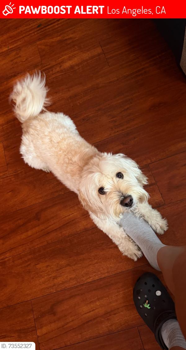 Lost Male Dog last seen Stanford, Los Angeles, CA 90059