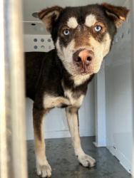 Shelter Stray Male Dog last seen Near E Taylor St, Stockton, CA 95205, USA, 1575 S Lincoln St, Stockton, CA 95206, USA