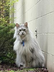 Found/Stray Unknown Cat last seen High school road and 305, Bainbridge Island, WA 98110