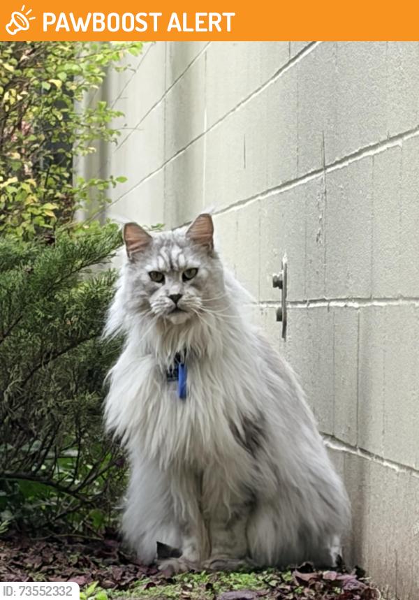 Found/Stray Unknown Cat last seen High school road and 305, Bainbridge Island, WA 98110