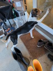 Reunited Male Dog last seen SE 133rd Ave and SE center, Portland, OR 97236